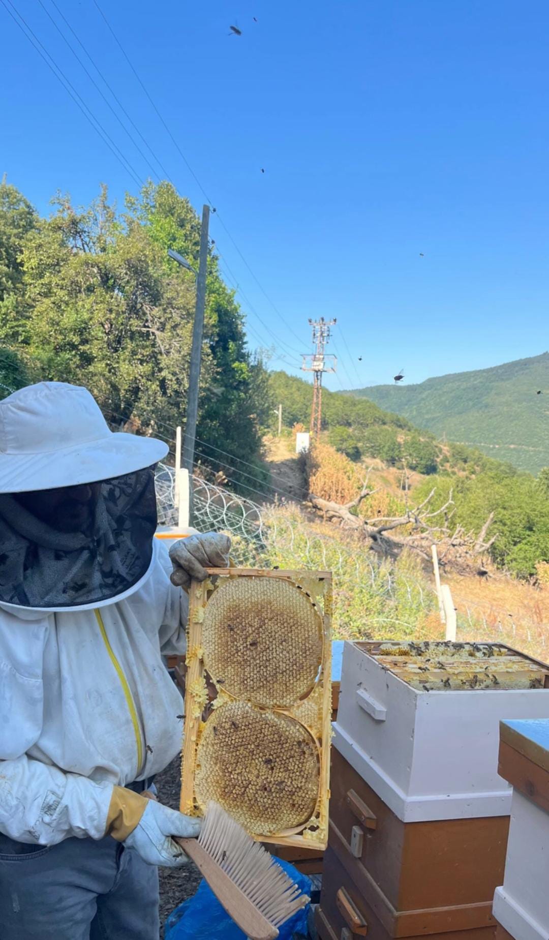 Fermanlı Arıcılık